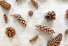 where can i find large pine cones​