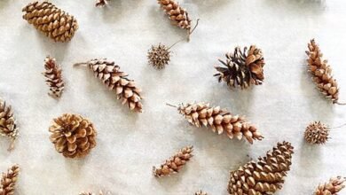 where can i find large pine cones​