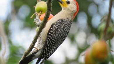 maya word for woodpecker