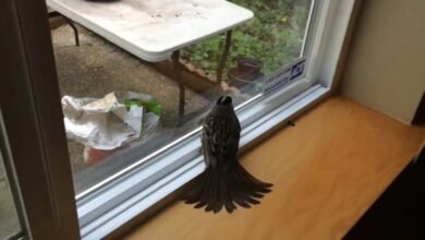 how to get a bird out of your house​