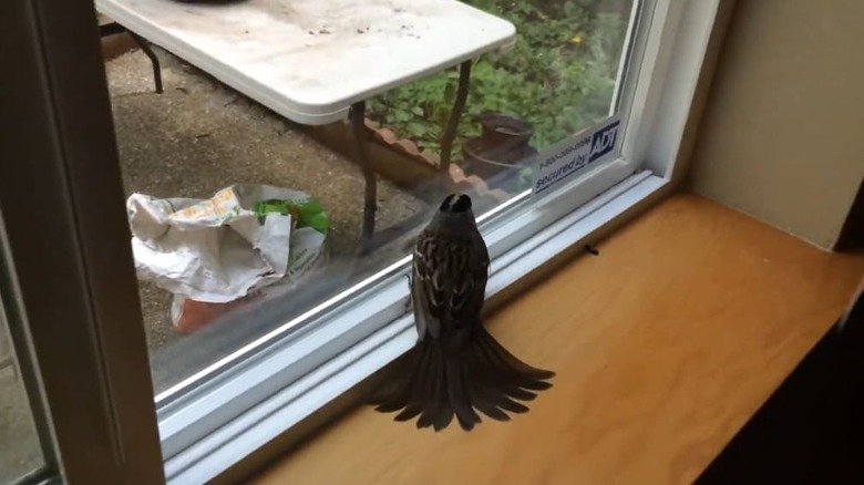 how to get a bird out of your house​