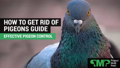 how to get rid of birds​