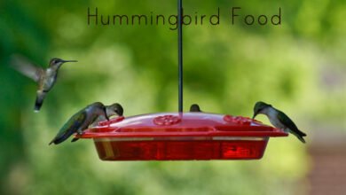 how to make humming bird food​